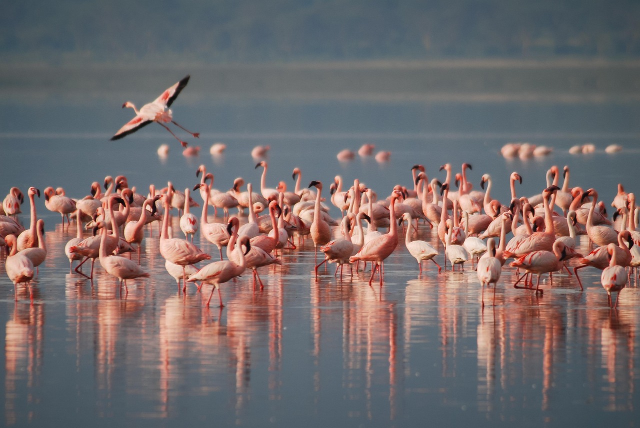Birds