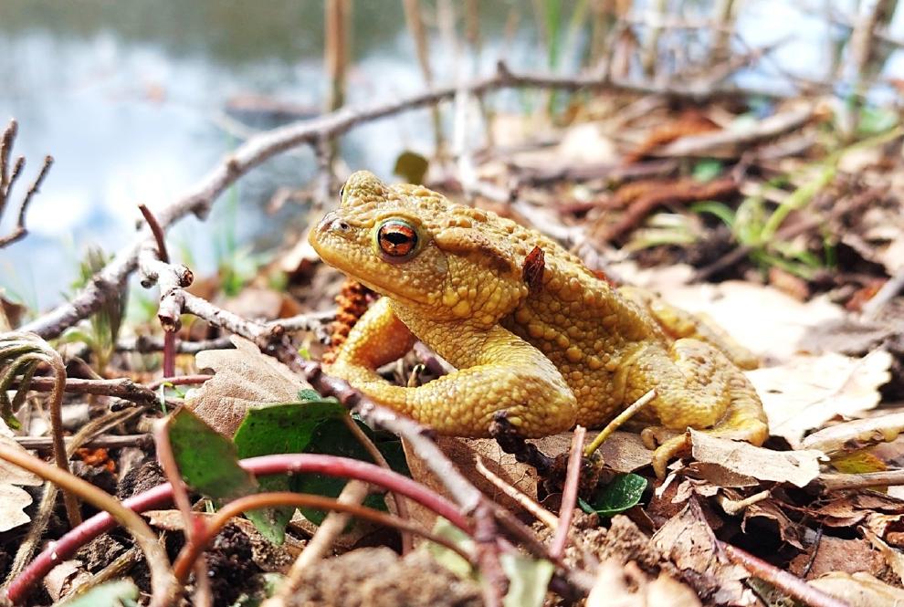 crapaud